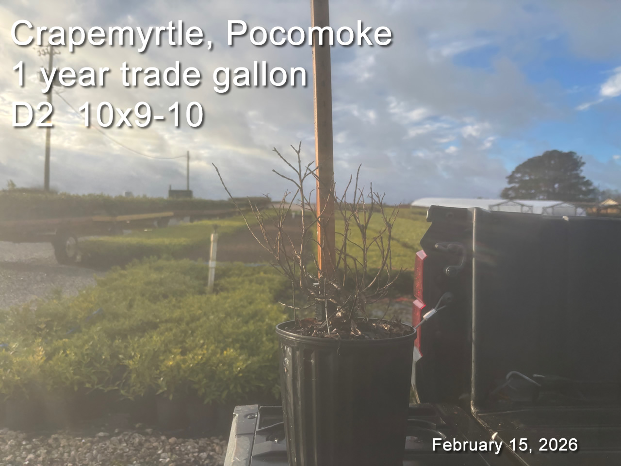 gallery/cpk1yt d2 feb15.jpg